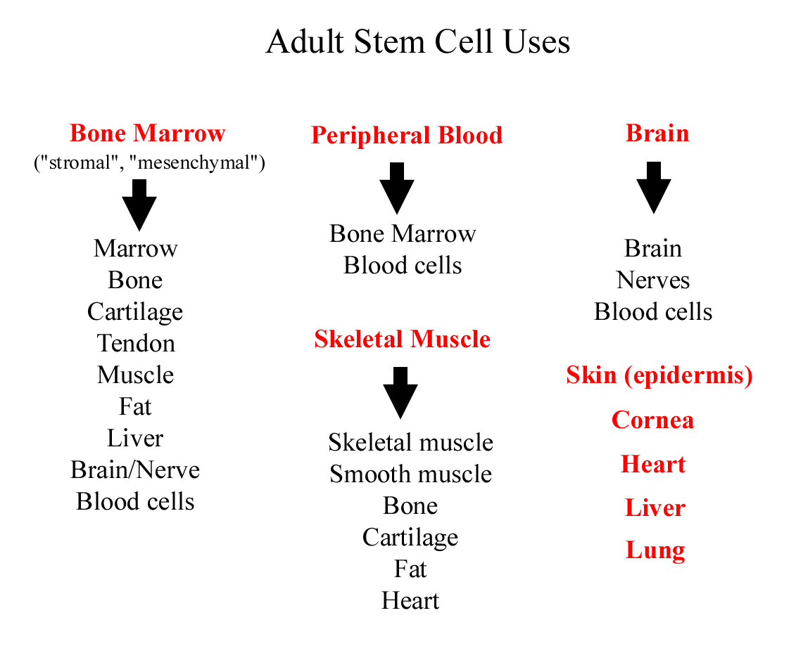 Adult Stem Cell Uses